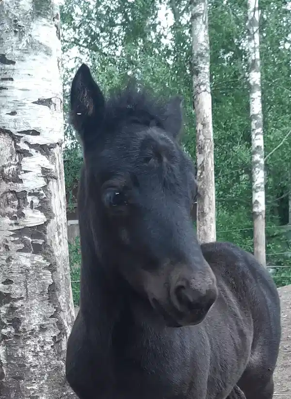 Ponivarsa